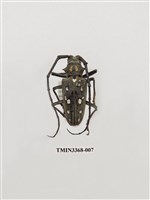 藏品(無花果天牛)的圖片